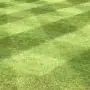 A2 Quality Lawn - 1