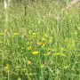 RE2 Lowland Meadow (MG9 Grassland) - 1