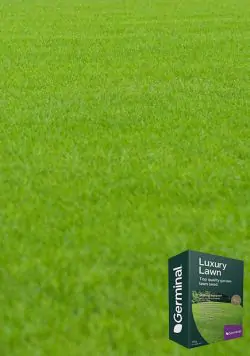 Luxury Lawn Seed 