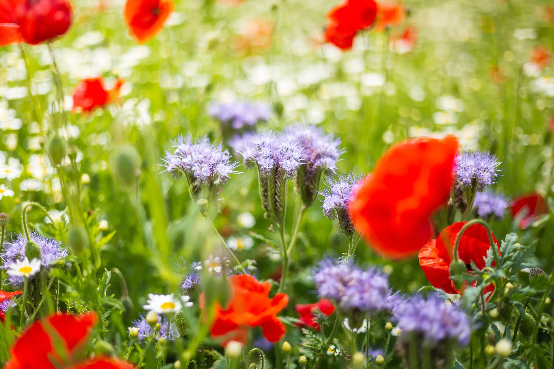 how to prepare soil for sowing wildflowers article