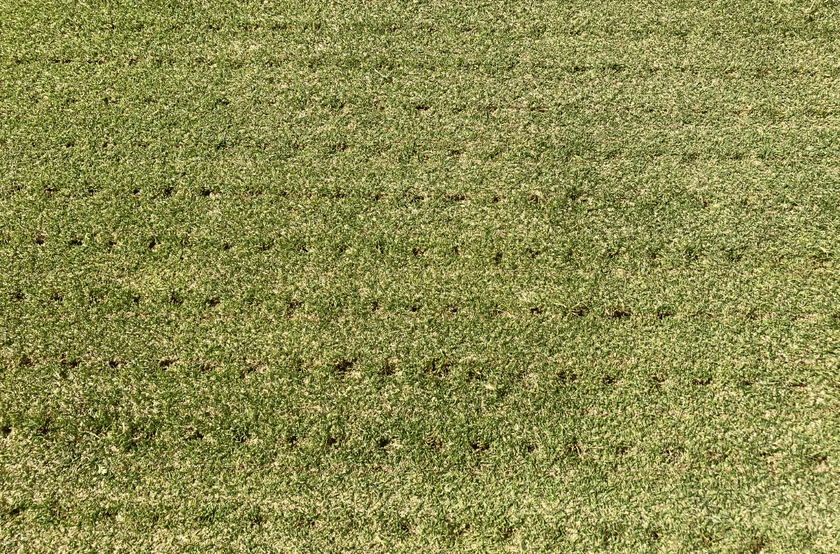overseeding forefront greens - seed spiked