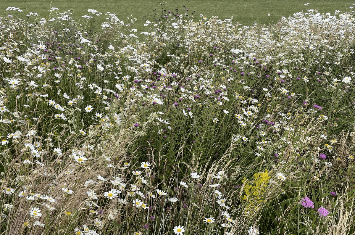 wildflower cutting research 