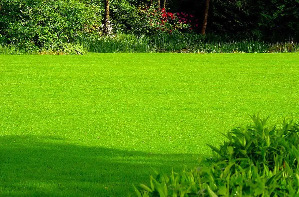 Creating and maintaining a lawn