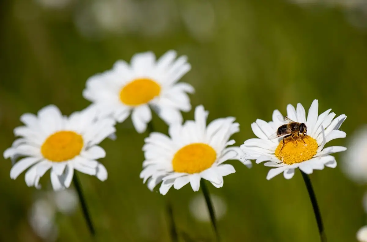 Oxeye Daisy - wildflower identification guide