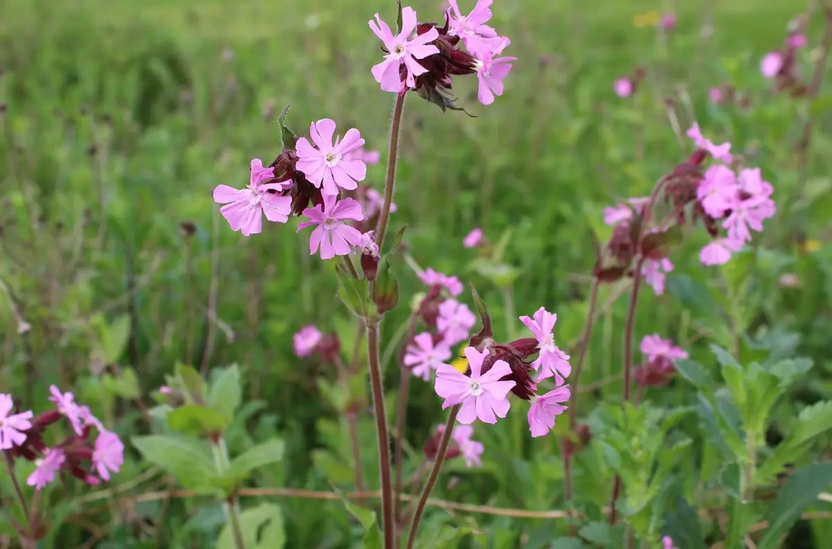 Wildflower identification guide red campion-min