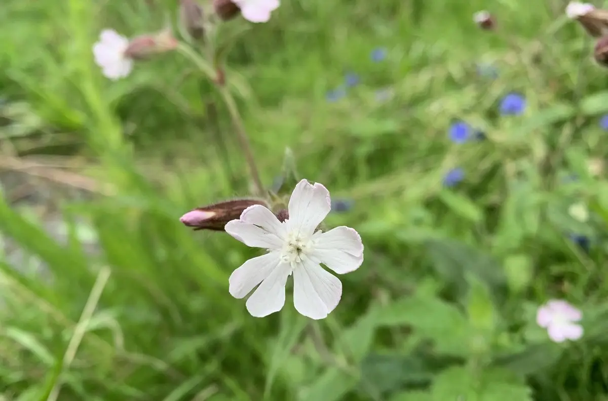 Wildflower identification guide white campion