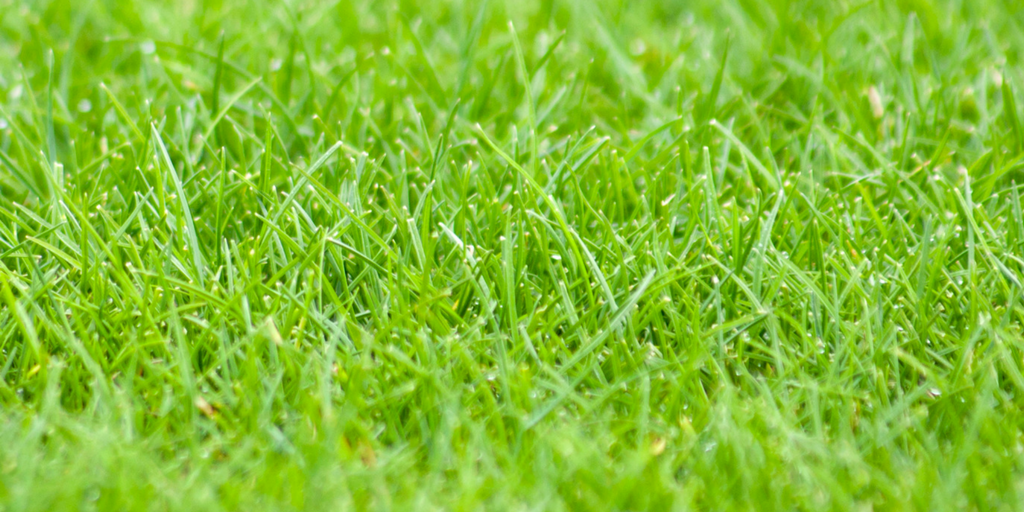 Germinal to focus on chart–topping ultra–fine ryegrass at SALTEX