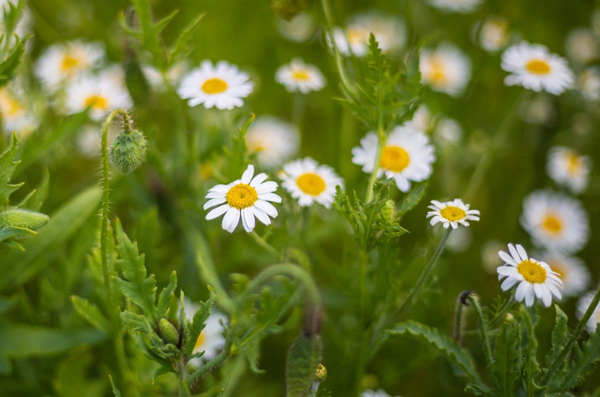 When to cut perennial wildflower meadows? What our research says