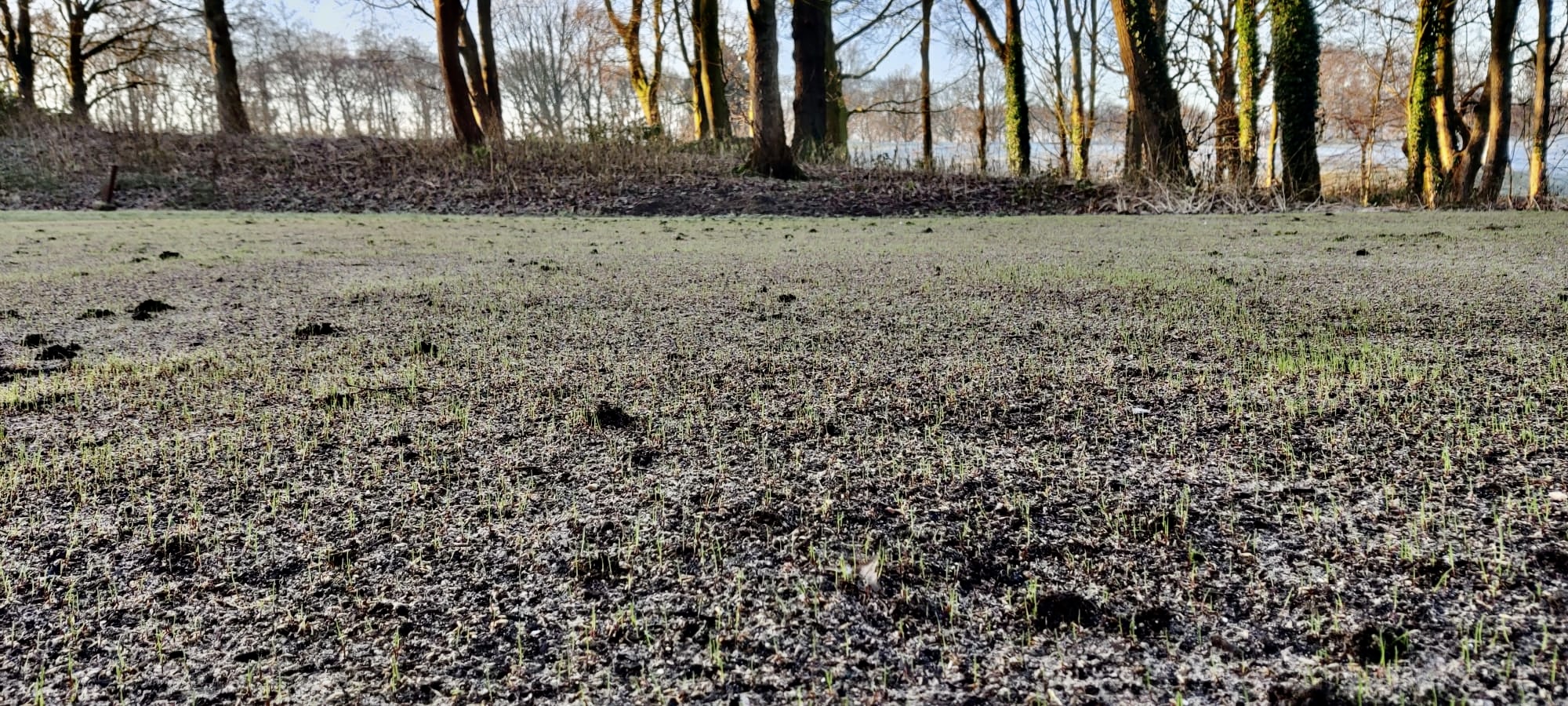 Why cold-seeding is used by the top UK greenkeepers