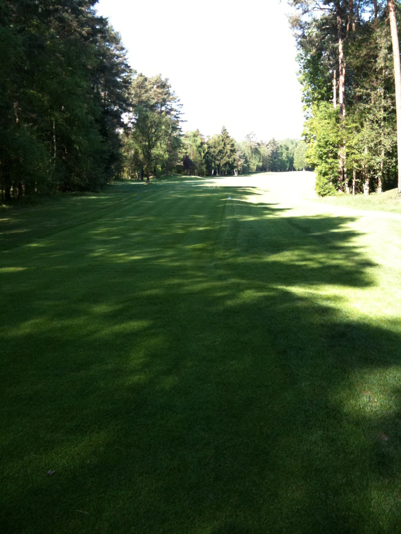 A31: a SUPREME grass seed for shaded areas