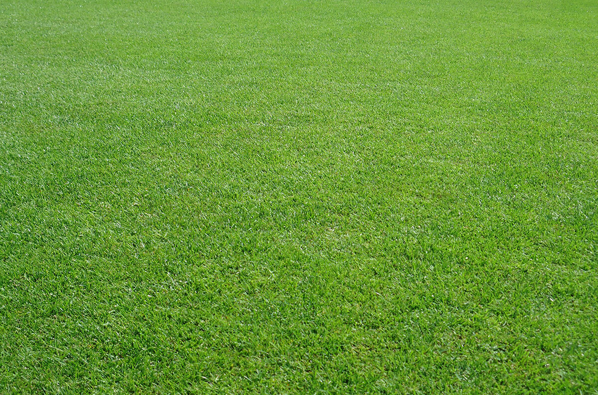 Which grass seed mixes are suitable for grass block pavers?