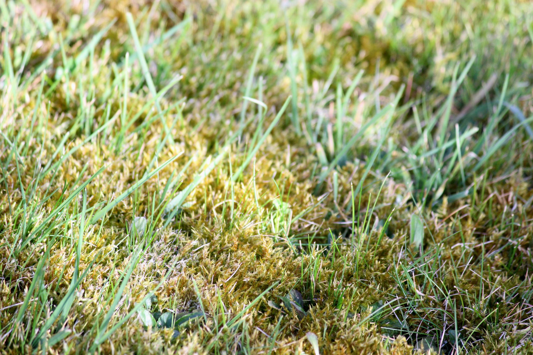 How do I control moss in fine mown turf?