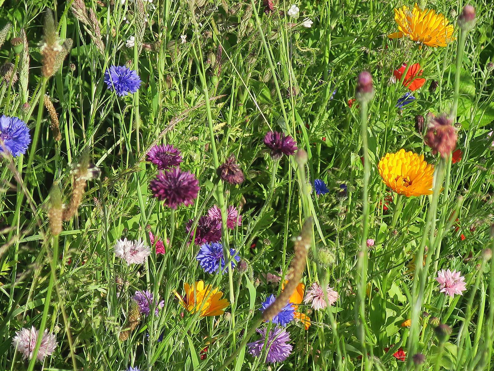Enhanced wildflower mixtures offer additional benefits for pollinators